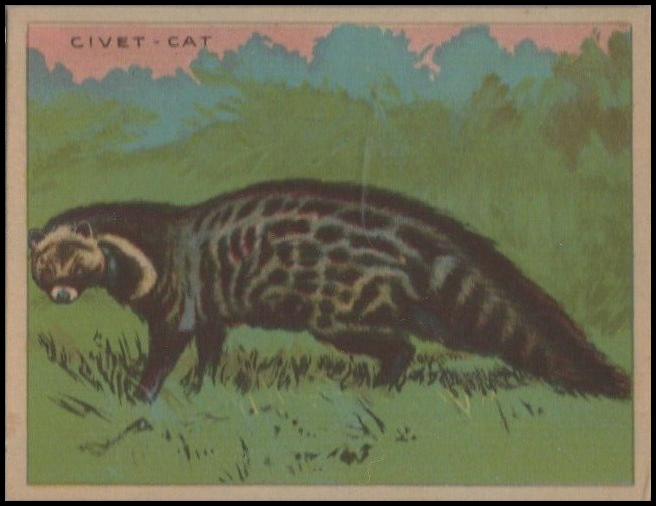 60 Civet-Cat